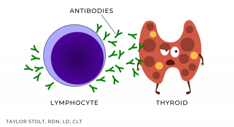 hashimotos low thyroid function hypothyroid