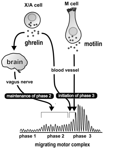 migrating motor complex vagus nerve
