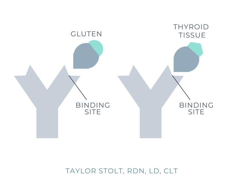 molecular mimicry thyroid gluten