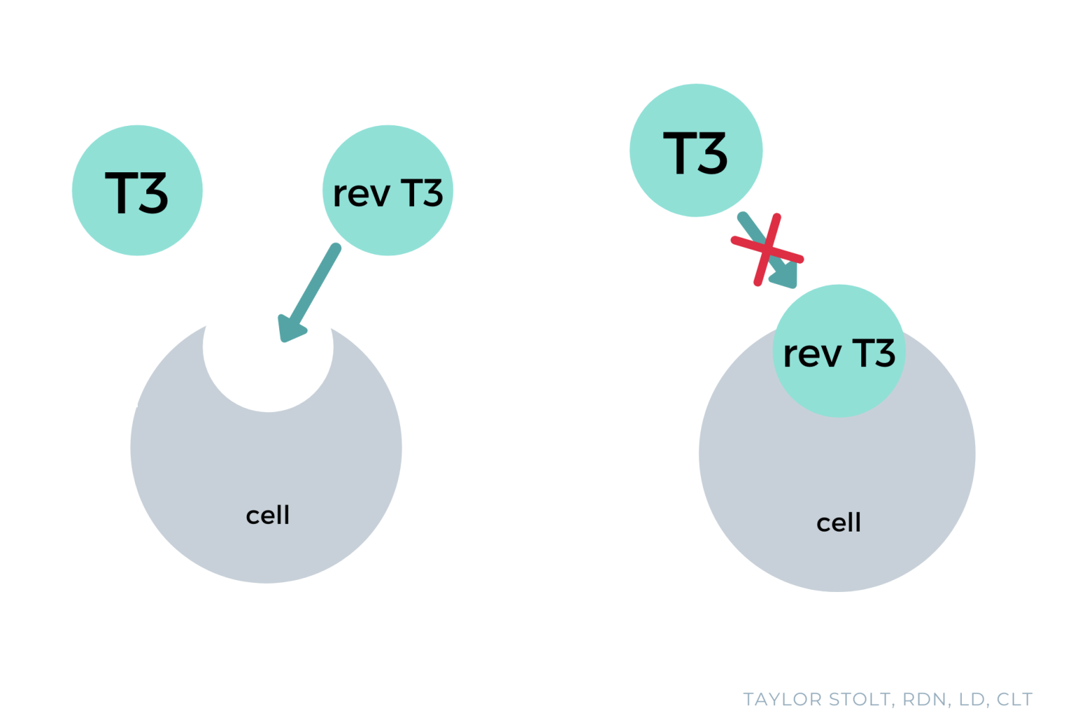 Thyroid Issues? These are the Ten Labs You Need to Run. - AUTOIMMUNE ...