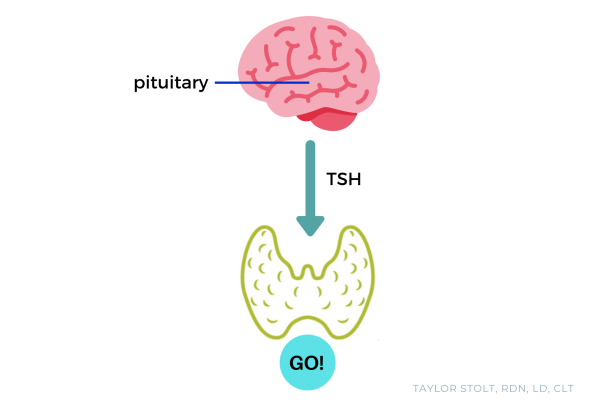 Thyroid Issues? These are the Ten Labs You Need to Run. - AUTOIMMUNE ...