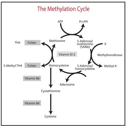 MTHFR Gene Mutation
methylation